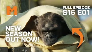 Sasha and Kangoo Move in | Season 16 Episode 1 | Full Episode | Monkey Life by Monkey Life 8,025 views 3 weeks ago 23 minutes