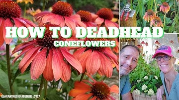 How to Deadhead Coneflowers - QG Day 127 🌼