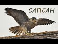 Голоса птиц Как поёт Сапсан (falco peregrinus)