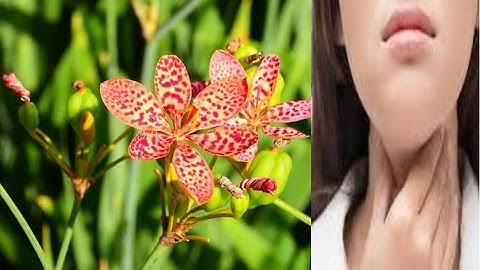 Tshuaj ntsuab zoo mob pob qas o 2 tus tshuaj sib tim- qhia tshuaj ntsuab