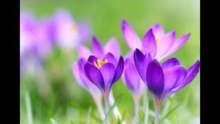 Paul De Senneville  Mariage Damour george Davidson