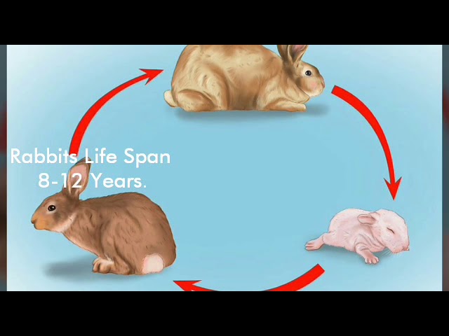 The Life Cycle Of Rabbit ( Bunny ) 