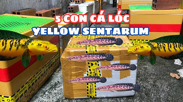 Mua 5 Con Cá Lóc Yellow Sentarum Về Chuẩn Bị Form Cá Batik