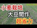 【小麦栽培】大豆間作の播種から根雪前まで生育状況