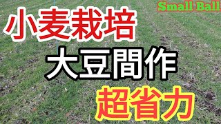 【小麦栽培】大豆間作の播種から根雪前まで生育状況