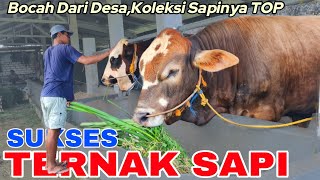MASIH MUDA SUKSES TERNAK SAPI DI KAMPUNG‼️MENGUNJUNGI BERKAH KANDANG FARM,SAPINYA SUPER-SUPER