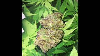 Mac Stomper review