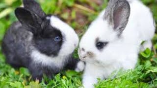 #rabbit#sweetrabbit#beautifulrabbit#smartrabbit#cuterabbit#playingrabbit#smallrabbit5