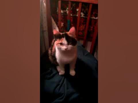 Кися - YouTube