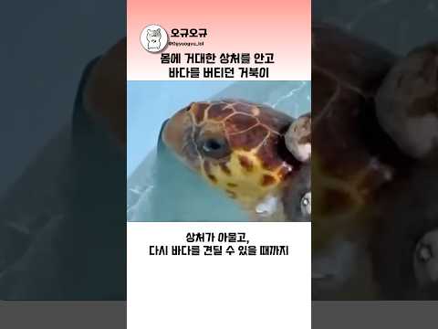 몸에 거대한 상처를 안고 바다를 버티던 거북이 #바다거북 #거북이구조 #동물구조 thumbnail