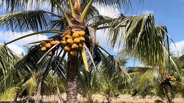 @T1249 Bán Vườn Dừa Giá 550 Triệu Đúng 1.000 M2 Tại Xã Phú Kiết - Huyện Chợ Gạo  - Tiền Giang