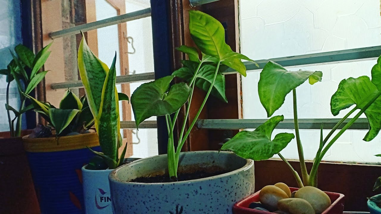 How to fertilize Indoor Plants Houseplants and its care Organic