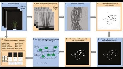 Operation Demonstration: High Throughput Micro-CT-RGB Imaging System for Tiller Phenotyping