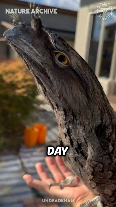 Download lagu This bird is strange