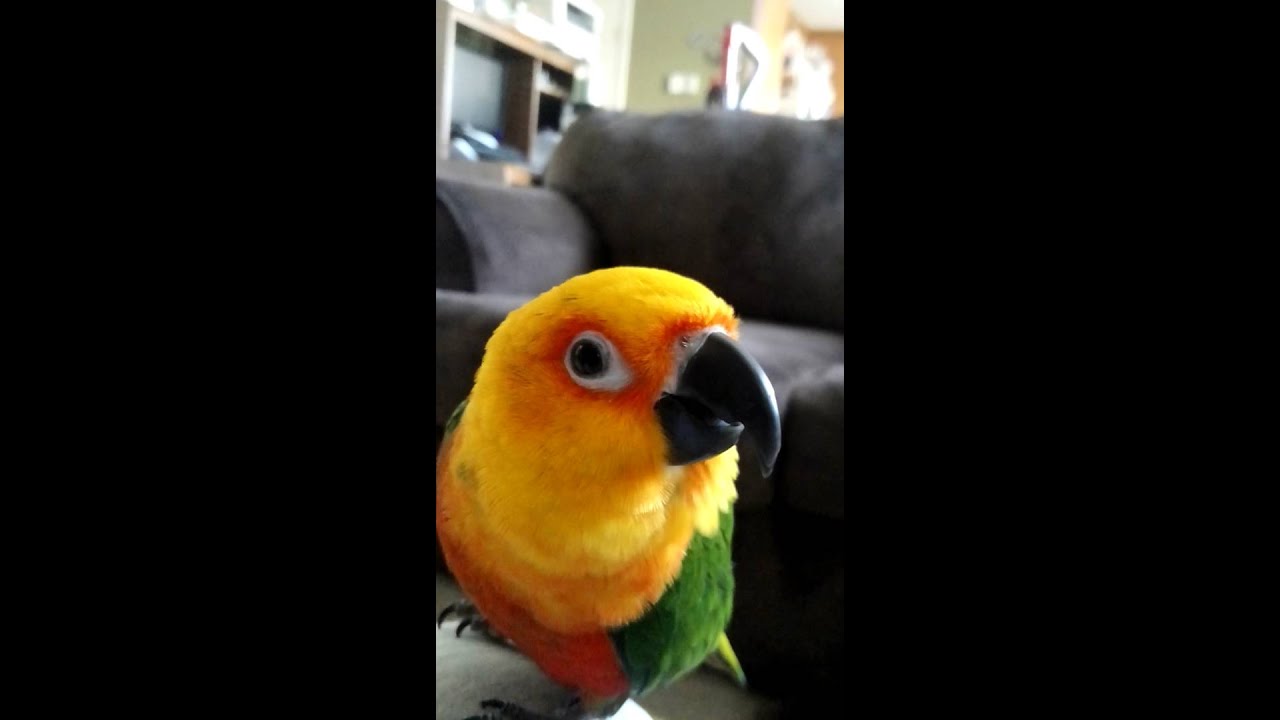 sun conure price at petsmart