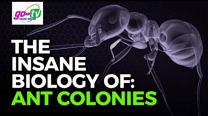 The Insane Biology of: Ant Colonies |2021