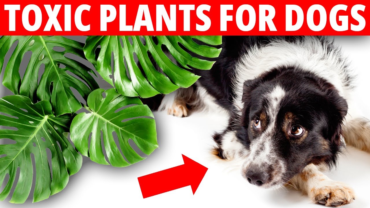 Is Monstera Toxic To Dogs? Pet Friendly Plants And Toxic Plants For Dogs