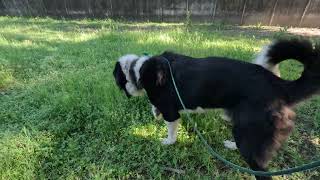 Domino@Landracefarmlgdrescue by Land Race Farm LGD Rescue 66 views 5 days ago 7 minutes, 53 seconds