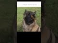 Dogs With Boys Part 02 ☠️... #trending #shorts #viral #funny #memes #fyp #edit