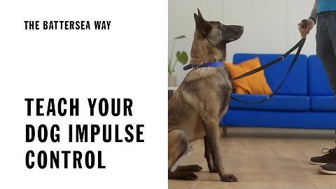 Teach your dog impulse control | The Battersea Way