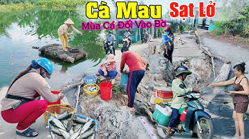Sạt lở cả 1 đoạn đường dài Cà Mau mùa cá đối vào bờ