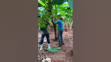 Harvesting bananas: traditional farming methods