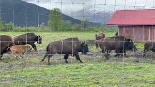 Grace And Power Bison Herd In Motion At Awcc