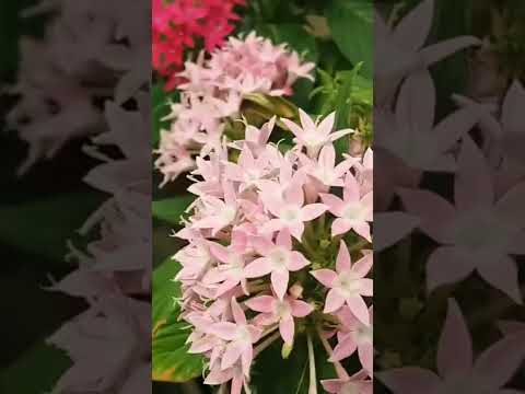 Video: Pentaş Bitki Bakımı - Pentas Çiçekleri Nasıl Yetiştirilir
