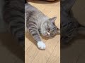 猫吸いされる猫