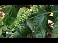 Tips On How To Grow Coffee