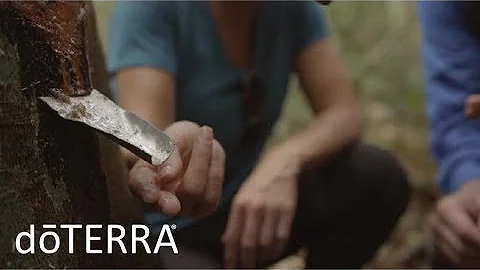 Pode tomar óleo de copaíba Doterra?