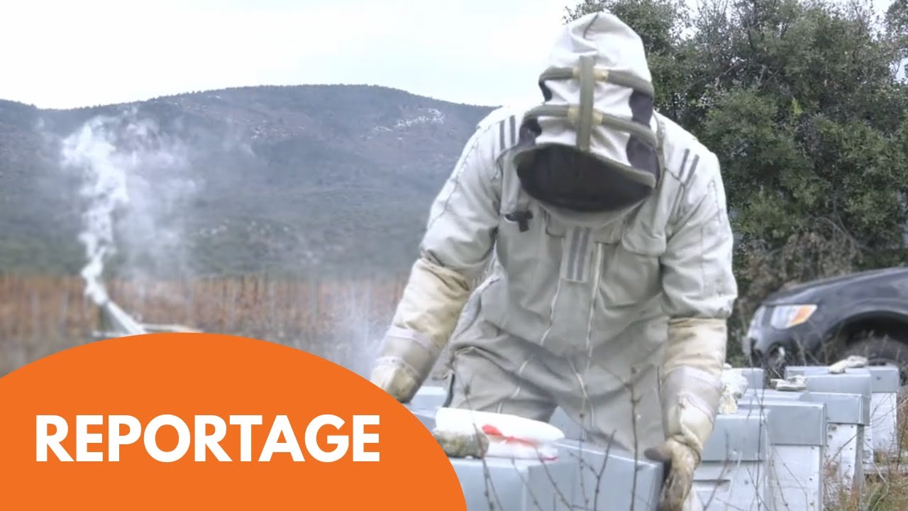L'APICULTURE - REPORTAGE