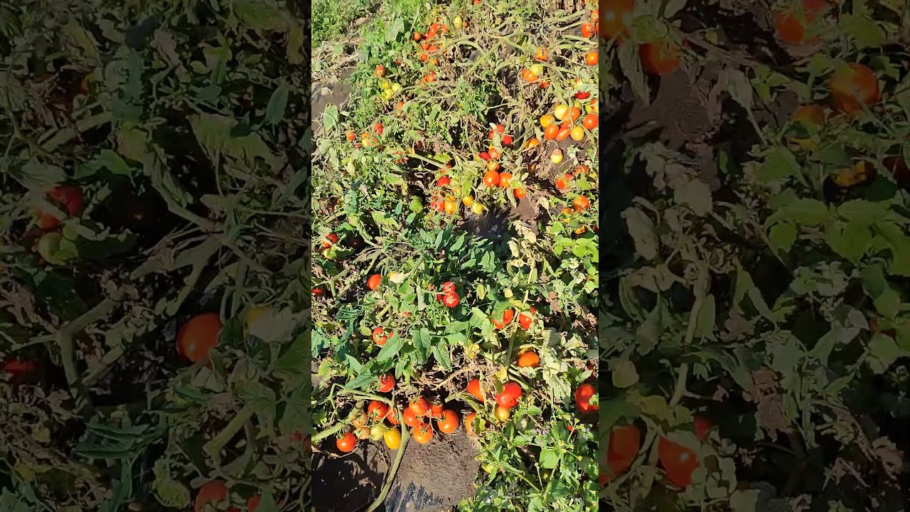 6438 F1 ху@ знати яка виборка🫠🫠🫠