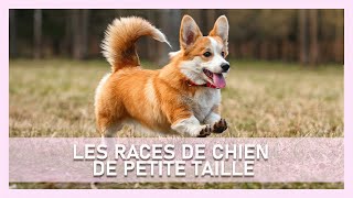 TOUTES LES RACES DE CHIEN DE PETITE TAILLE
