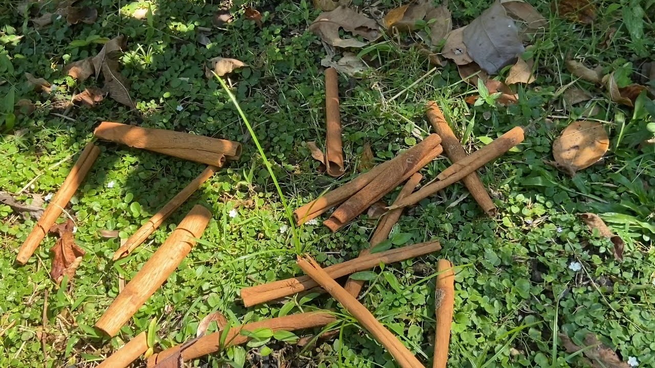 Do Cinnamon sticks grow on trees? YouTube