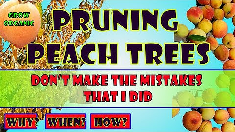Pruning Peach Trees | Don