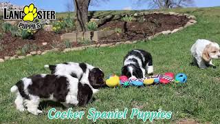 Adorable Cocker Spaniel Puppies