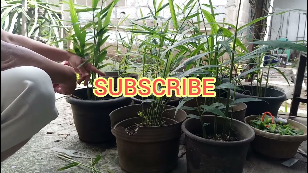CARA PRUNING PADA TANAMAN JAHE DALAM POT