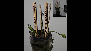 LIVE V2 Dark Lineage Venus Flytrap Transforming in the dark | Bio-Inductive Morphogenesis