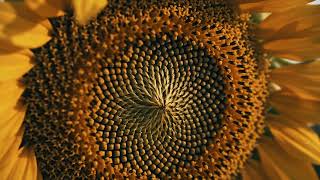 Nature's Hidden Code: The Sunflower Spiral 🌻
