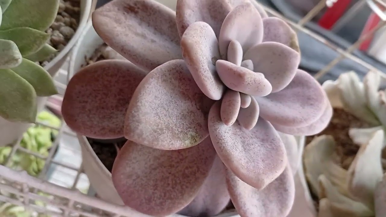 Succulent Update🪷❤️ || Jan. 09, '26