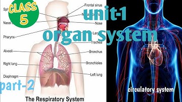 5th science|unit-1 organ system| respiratory system and circulatory system |part 2•
