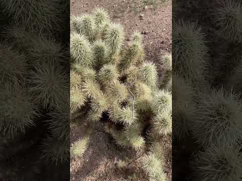 Video: Chain Cholla Բույսերի խնամք