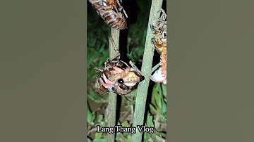 Cận cảnh ve sầu lột xác cực vip