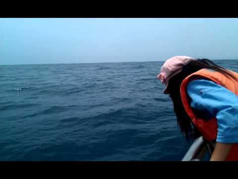 宜蘭烏石港北極星號龜山島之旅：賞鯨豚