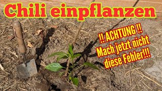 Chili einpflanzen: Fast ALLE machen jetzt diese FEHLER! Darauf UNBEDINGT achten!