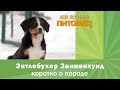 Энтлебухер Зенненхунд: самое главное о породе, особенности содержания, плюсы и минусы