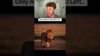 Animals that might be gone by 2026 🤯
