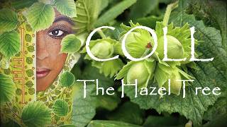 Around the Ogham Grove 2026 ~ COLL ~ The Hazel Tree.