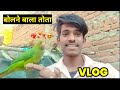 😘Beautiful parrot 🥰ll @rohitvlogs